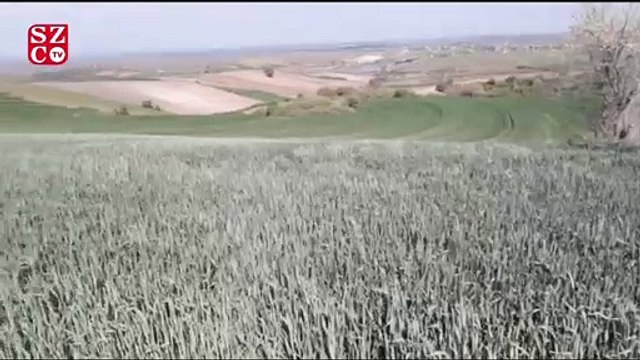 Tarım alanları toz örtüsüyle kaplandı, üretici isyan ediyor!
