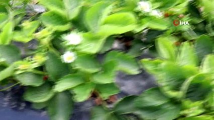 Öztürk ailesi huzur ve mutluluğu toprakta buldu