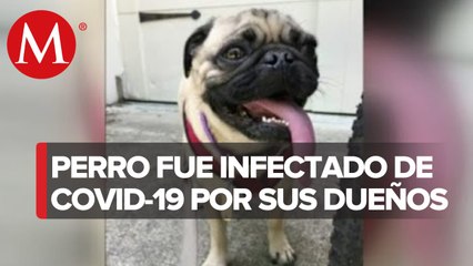 Perro se infecta de covid-19 en Estados Unidos