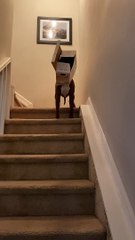 Doggo Proudly Shows Off That He Got His Head Stuck in a Box of Snacks