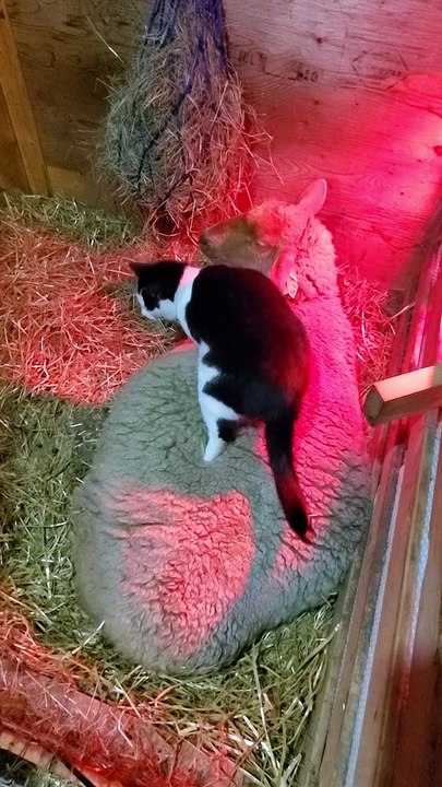 Barn Cat Gives Massages to Sheep in Labor