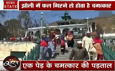 रहस्य: दरगाह की दलान में चमत्कारी पेड़, झोली में फल गिरने से होता है चमत्कार, देखें रहस्य