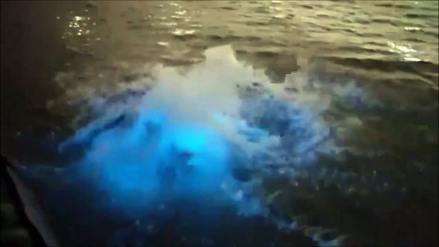 Il saute à la mer et l'eau se met à changer de couleur : plongeon bioluminescent