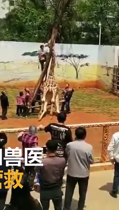Une girafe se retrouve le cou coincé dans un arbre