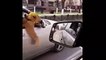 Il croise un automobiliste avec un passager très spécial... un lion