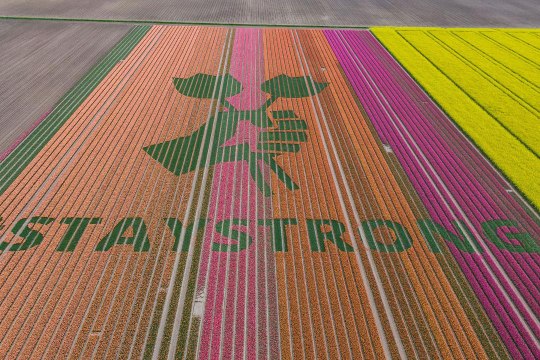 Dutch Farmers Are Writing Special Messages in Their Tulips