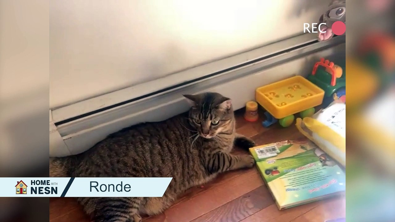 Home With NESN: Pet Cam