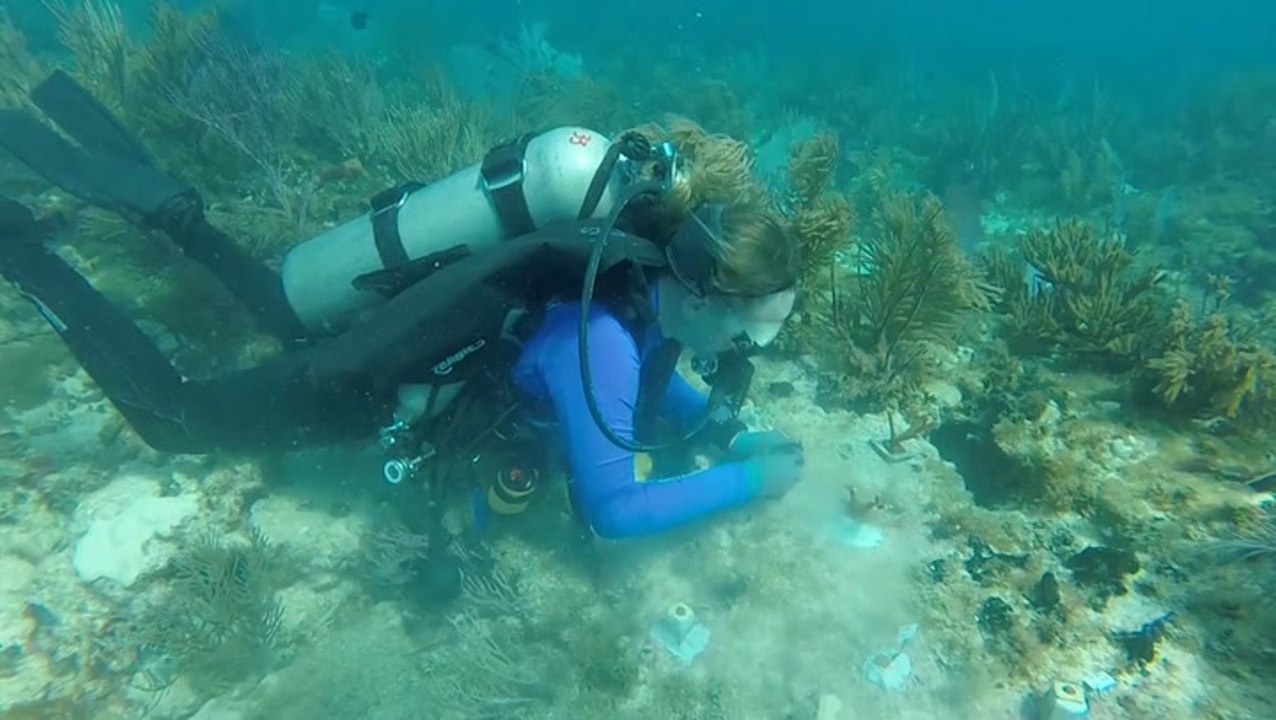 Coral "cupids" make history