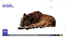 [이슈톡] '백두산 호랑이' 코로나19 감염 조사