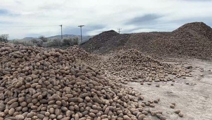 What happens to all those extra potatoes?