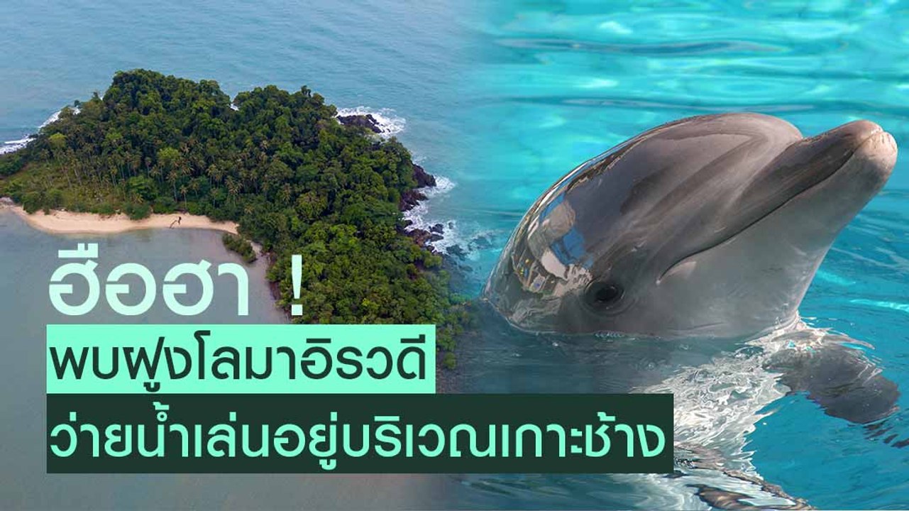 ฮือฮา ! พบฝูงโลมาอิรวดี ว่ายน้ำเล่นบริเวณเกาะช้าง