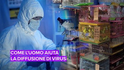 Ecco come siamo complici della diffusione di virus e malattie