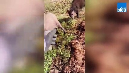 Rencontre avec des sangliers en Périgord vert