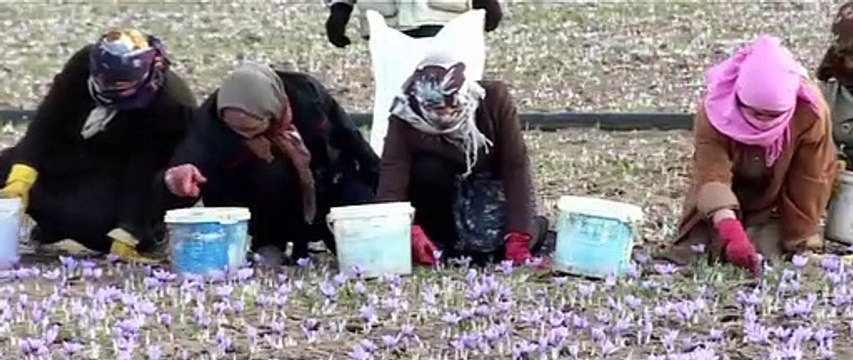 PREMIUM !! WA:083 854 153 392	Jual Bunga Saffron Grade 1 Surabaya- Malang