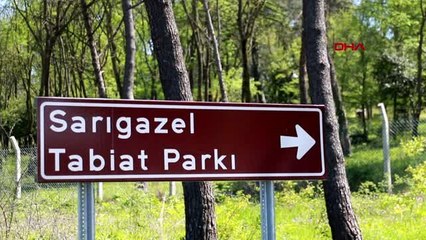 SAMSUN Sarıgazel Tabiat Parkı, sarıya büründü