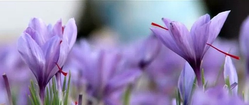 SUPER !! WA:083 854 153 392	Jual Bunga Saffron Super Negin Surabaya- Malang