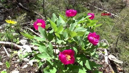 Torosların sembol çiçeği şakayığa zararın cezası 61 bin 800 TL