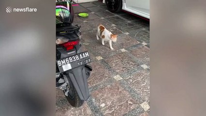 Chubby cat gets stuck trying to jump through gate