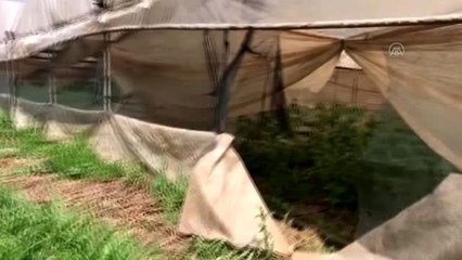 4 bin 710 kök Hint keneviri ele geçirildi