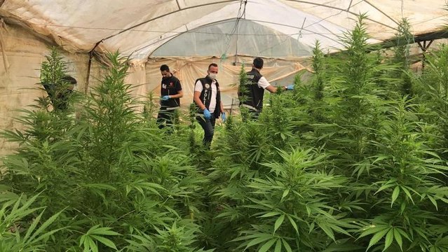 Serada 4 bin 710 kök hint keneviri ele geçirildi