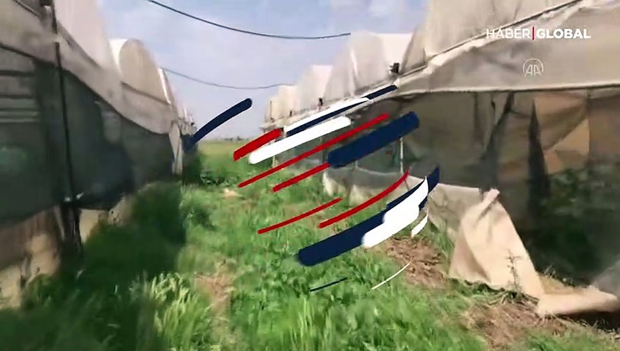 Adana'da hint keneviri serası! 4 bin 710 kök hint keneviri ele geçirildi