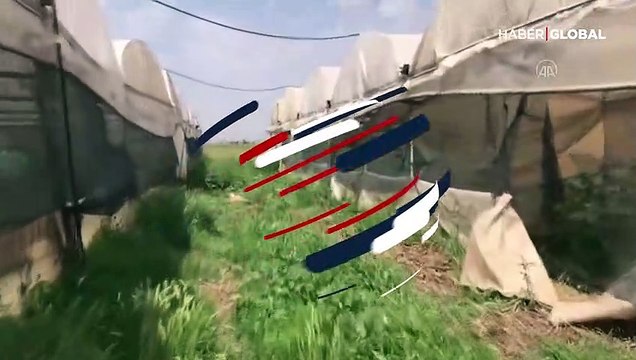 Adana'da hint keneviri serası! 4 bin 710 kök hint keneviri ele geçirildi