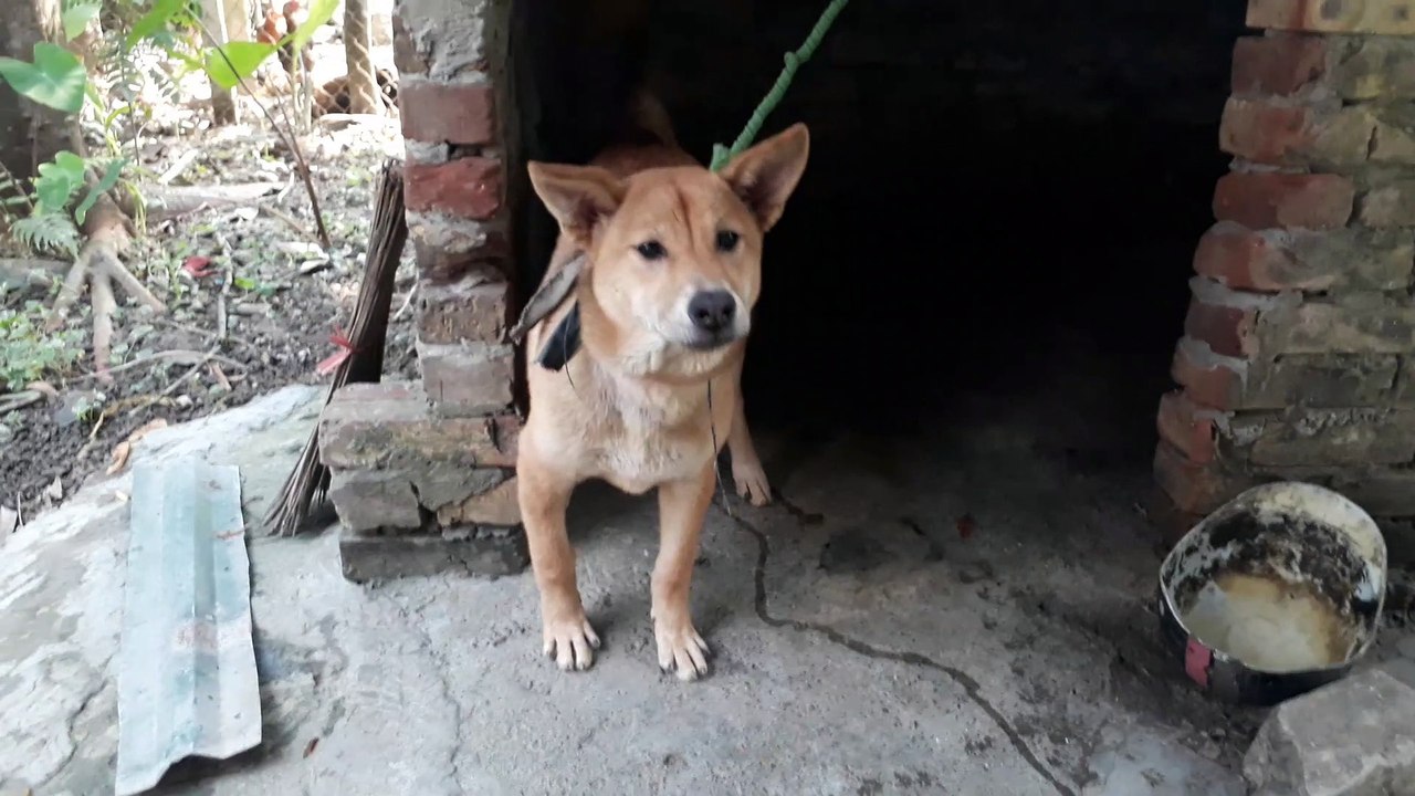 CHÚ CHÓ KHÔN NHẤT HÀNH TINH VIỆT NAM. A smart dog breed