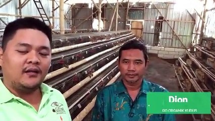 Rahasia Meningkatkan Kualitas Panen Burung Puyuh