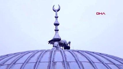 KOCAELİ Yiyecek arayan leyleğin boynuna poşet dolandı