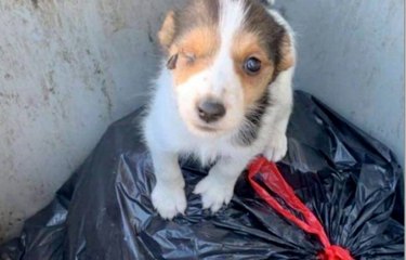 Un gendarme  retrouve un homme  qui avait jeté un  chien dans une  poubelle deux  semaines plus tôt !