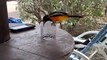 Cet oiseau se coince tout seul dans un verre d'eau !