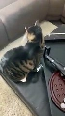 L'aspirateur est le meilleur ami de ce chat !
