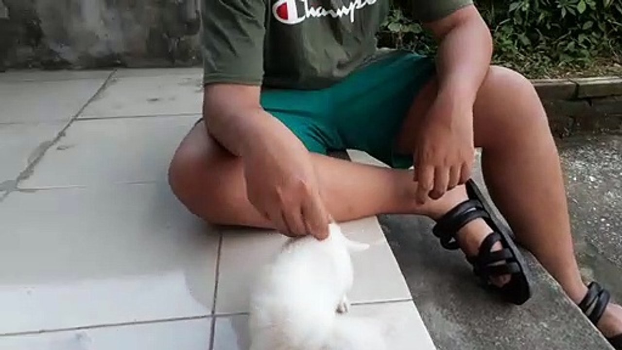 Puffer dog is white. Chó Phóc gì mà đẹp thế này