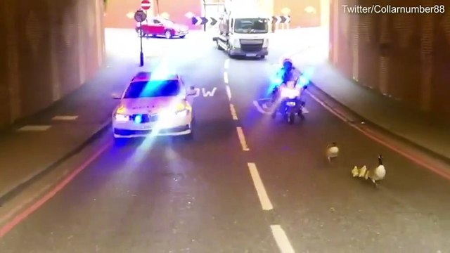 La police escorte une famille d'oies sur une route fréquentée