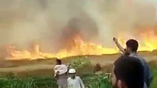 Wheat Crop Burnt in Large Field