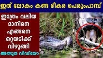മാനിനെ അപ്പാടെ വിഴുങ്ങുന്ന കൂറ്റന്‍ പെരുമ്പാമ്പ് | Oneindia Malayalam
