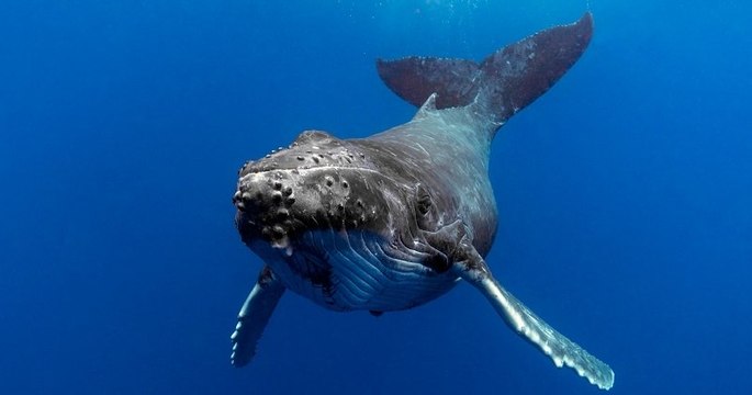 « Je ne chasserai plus jamais les baleines, je m'arrête pour de bon » : la chasse à la baleine en Islande annulée en 2020
