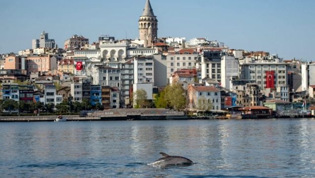 Koronavirüs: Vahşi hayvanlar daha sessiz bir dünyanın keyfini çıkarıyor