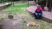 Gato e raposa aproximaram-se durante a pandemia