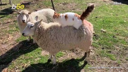 Inseparable Bond! Best Fur-ENDS Forever!