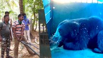 Bear trapped in Tenkasi released into forest