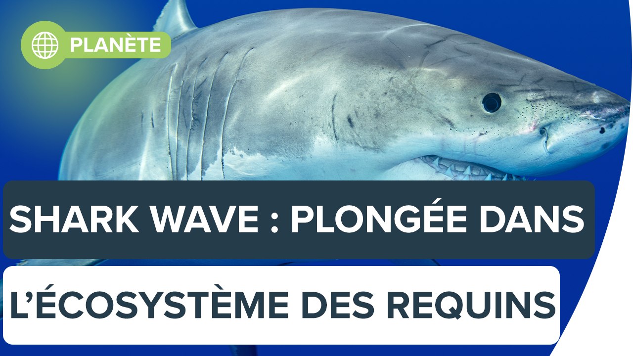 Shark Wave : plongée dans l'écosystème des requins