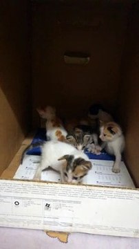 Surprise Kitties Inside Home