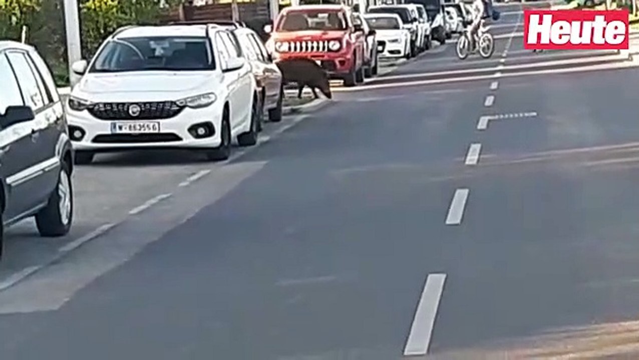 Wildschwein in Wiener Donaustadt gesichtet