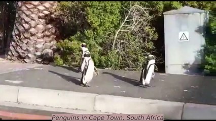 Covid19 : Compilation of animals coming back in several parts around the world !