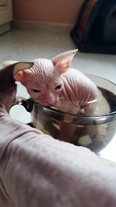 Sphinx Kitten Bathes in a Cup
