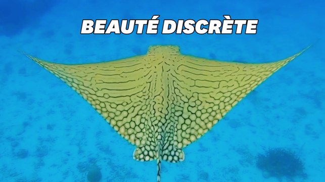 Une raie rare et méconnue filmée sur la barrière de corail