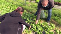 Coronavirus: en Seine-et-Marne, la cueillette de fruits et légumes se déconfine
