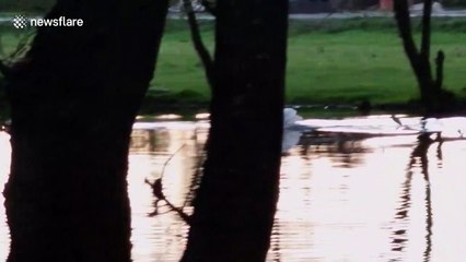 Intense showdown sees swan and duck go head-to-head on river in Sarajevo