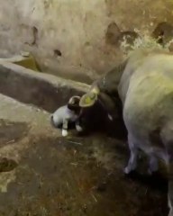 KOMiK COBAN KOPEGi YAVRUSU VS DANA - SHEPHERD DOG VS BULL